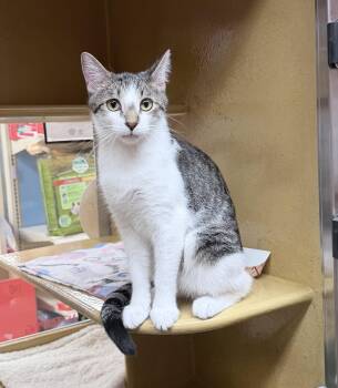 Heath -  Domestic Short Hair Cat for Adoption in Huntley, Illinois - Heath | PetCurious