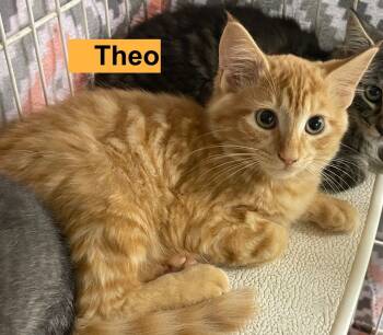 Rescue Domestic Long Hair Cats for Adoption in Westfield, New York - Theo | PetCurious