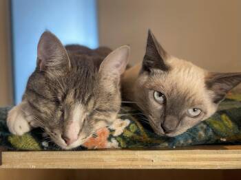 Tahoe (bonded with Wonder) -  Domestic Short Hair and Siamese Cat for Adoption in Oakland, California - Tahoe (bonded With Wonder) | PetCurious