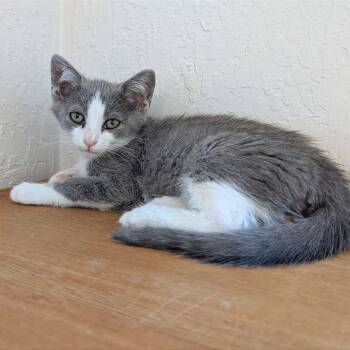 Domestic Short Hair Cats Available for Adoption in Pleasant Hill, California - A1047624 Fred | PetCurious