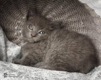 Trudy -  Domestic Short Hair Cat for Adoption in Maryville, Tennessee - Trudy | PetCurious