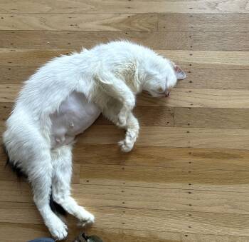 Domestic Medium Hair Cats Available for Adoption - Marmalade | PetCurious