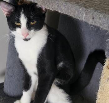 Stowaway -  Tuxedo Cat for Adoption in Bennington, Vermont - Stowaway | PetCurious