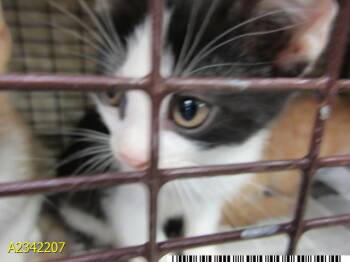 UDON -  Domestic Short Hair Cat for Adoption in West Palm Beach, Florida - UDON | PetCurious