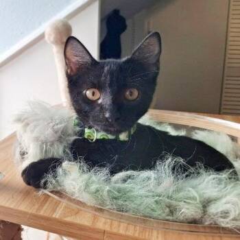 Domestic Short Hair and Bombay Cats Available for Adoption - Reeses Candy | PetCurious