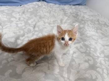 Nino -  Domestic Short Hair Cat for Adoption in Chamblee, Georgia - Nino | PetCurious