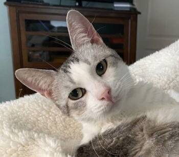 Domestic Short Hair Cats Available for Adoption - Snooky | PetCurious