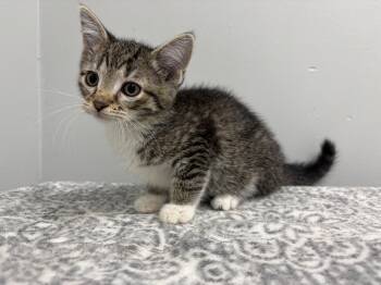 Pollen -  Domestic Short Hair and American Shorthair Cat for Adoption in Frankfort, Indiana - Pollen | PetCurious