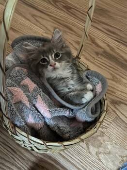 CIGGY STARDUST -  Domestic Long Hair Cat for Adoption in Colorado Springs, Colorado - CIGGY STARDUST | PetCurious