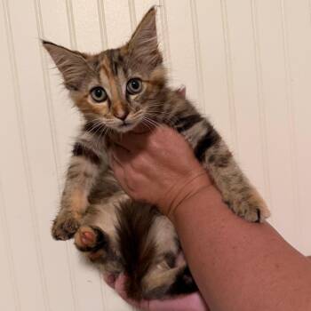 Mixie -  Domestic Medium Hair Cat for Adoption in Sequatchie, Tennessee - Mixie | PetCurious