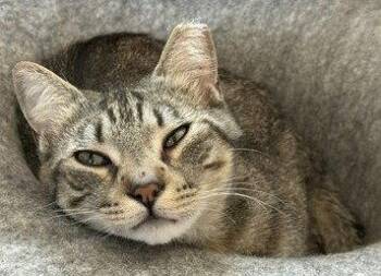 Goldie -  Tabby and Domestic Short Hair Cat for Adoption in Walnut Creek, California - Goldie | PetCurious