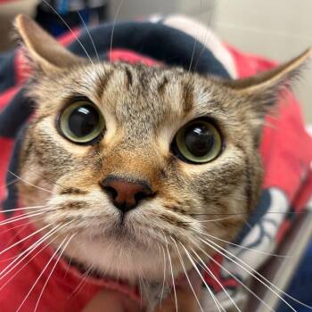 Drea -  Domestic Short Hair Cat for Adoption in Murray, Utah - Drea | PetCurious