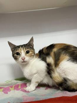 Force -  Domestic Short Hair Cat for Adoption in Bolivar, Missouri - Force | PetCurious
