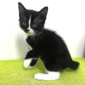 Keebler -  Domestic Short Hair Cat for Adoption in Warrensburg, Missouri - Keebler | PetCurious