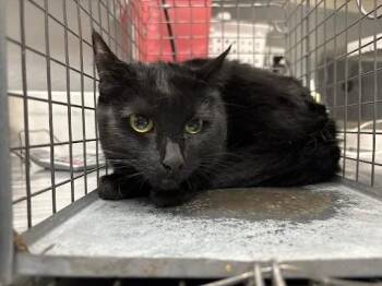SHIMMER -  Domestic Short Hair Cat for Adoption in Las Vegas, Nevada - SHIMMER | PetCurious
