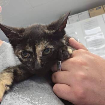I Dream of Jeanie -  Domestic Short Hair Cat for Adoption in Martinsville, Virginia - I Dream Of Jeanie | PetCurious