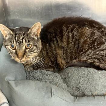 Mario -  Domestic Short Hair Cat for Adoption in Ashtabula, Ohio - Mario | PetCurious