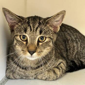 Tom -  Domestic Short Hair Cat for Adoption in Newport, North Carolina - Tom | PetCurious