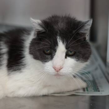 Rescue Domestic Short Hair Cats for Adoption in Goleta, California - Cleveland | PetCurious