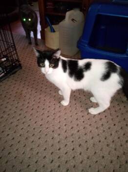 Rescue British Shorthair Cats for Adoption in Westbury, New York - Miss Kitty Laurelton | PetCurious