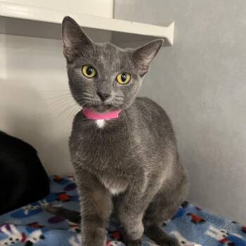 Daffodil -  Domestic Short Hair Cat for Adoption in Fairport, New York - Daffodil | PetCurious