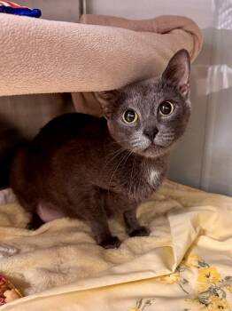 Stickers -  Domestic Short Hair Cat for Adoption in Midland, Michigan - Stickers | PetCurious