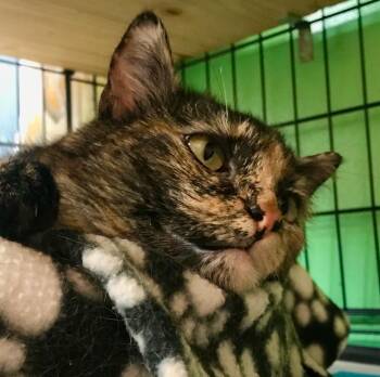 Rescue Domestic Short Hair Cats for Adoption in Darien, Connecticut - Sassafras | PetCurious