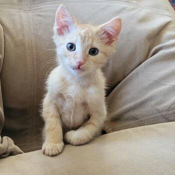 Mac Birgen -  Domestic Short Hair and Tabby Cat for Adoption in Morrison, Colorado - Mac Birgen | PetCurious