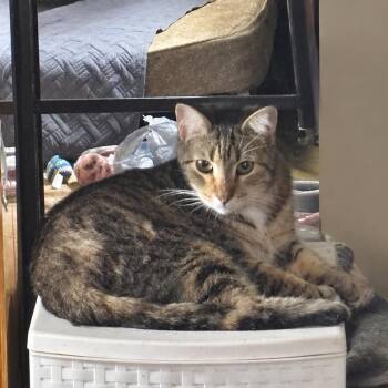 Tigger 1501Vandiver213- 05 -  Domestic Short Hair Cat for Adoption in Columbia, Missouri - Tigger 1501Vandiver213- 05 | PetCurious