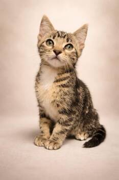 Tabby Cats Available for Adoption - Bagel | PetCurious