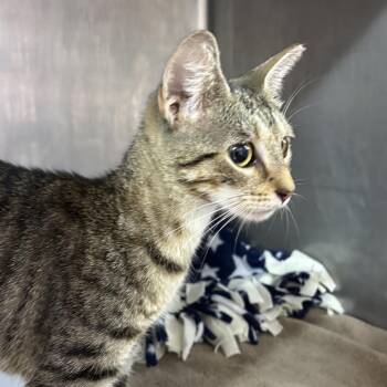 Michelle -  Domestic Short Hair Cat for Adoption in Buffalo, New York - Michelle | PetCurious