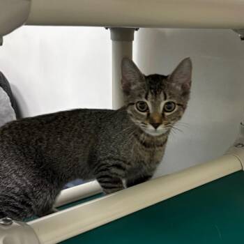 Oklahoma 28631 -  Domestic Short Hair Cat for Adoption in Middleburg, Florida - Oklahoma 28631 | PetCurious