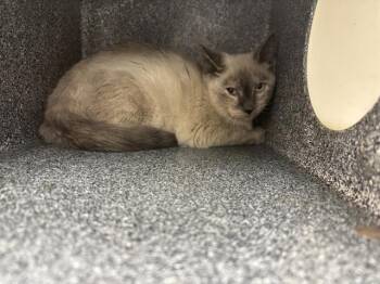MONEY BAGS -  Siamese and Domestic Short Hair Cat for Adoption in Grand Prairie, Texas - MONEY BAGS | PetCurious