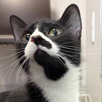 Domestic Short Hair Cats Available for Adoption in Janesville, Wisconsin - Bleu Cheese | PetCurious
