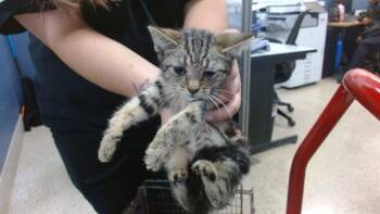 Domestic Short Hair Cats Available for Adoption in Doral, Florida - APPLES | PetCurious