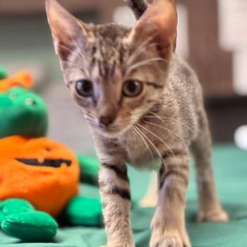 Thunderdrum -  Domestic Short Hair Cat for Adoption in South Elgin, Illinois - Thunderdrum | PetCurious