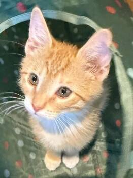 Dock -  Domestic Short Hair Cat for Adoption in Fort Collins, Colorado - Dock | PetCurious