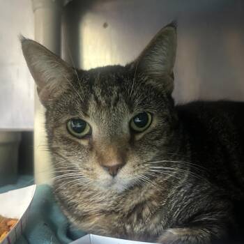 Moxy -  Domestic Short Hair Cat for Adoption in Austin, Texas - Moxy | PetCurious