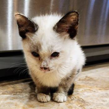 Twix -  Domestic Short Hair Cat for Adoption in Albuquerque, New Mexico - Twix | PetCurious