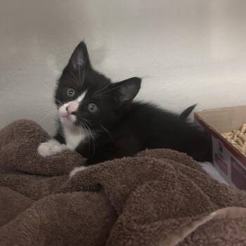 Domestic Short Hair Cats Available for Adoption in Yuma, Arizona - Beetle | PetCurious