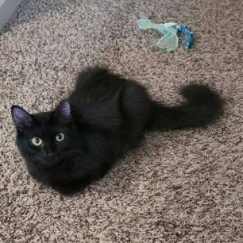 Penny -  Domestic Medium Hair Cat for Adoption in Murfreesboro, Tennessee - Penny | PetCurious