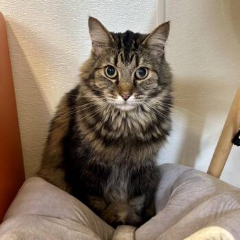 Wiley -  Domestic Long Hair Cat for Adoption in Glenwood Springs, Colorado - Wiley | PetCurious