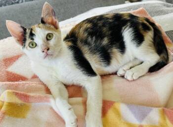 Lucy -  Domestic Short Hair Cat for Adoption in Huntington Beach, California - Lucy | PetCurious