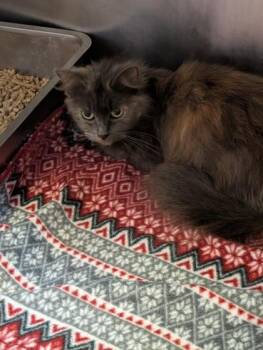 Marsh -  Domestic Medium Hair and Domestic Short Hair Cat for Adoption in South Bend, Indiana - Marsh | PetCurious