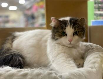 Domestic Long Hair Cats Available for Adoption in Taylor, Michigan - Charlie | PetCurious