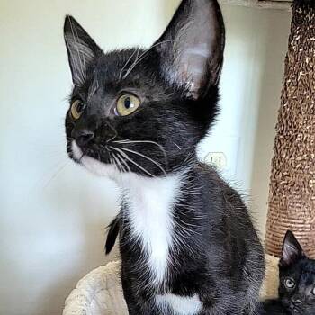 Tad -  Domestic Long Hair Cat for Adoption in La Grange, Kentucky - Tad | PetCurious