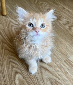 Muenster -  Domestic Long Hair Cat for Adoption in Rocky Hill, Connecticut - Muenster | PetCurious
