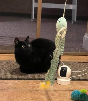 Domestic Short Hair Cats Available for Adoption in Taycheedah, Wisconsin - Olive | PetCurious