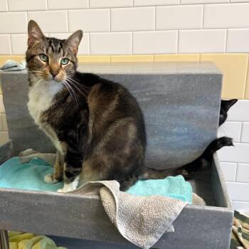 Domestic Short Hair Cats Available for Adoption in Pittsburgh, Pennsylvania - Tucker And Hope | PetCurious