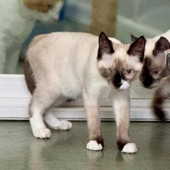 Moon (bonded with Artemis) -  Siamese Cat for Adoption - Moon (bonded With Artemis) | PetCurious